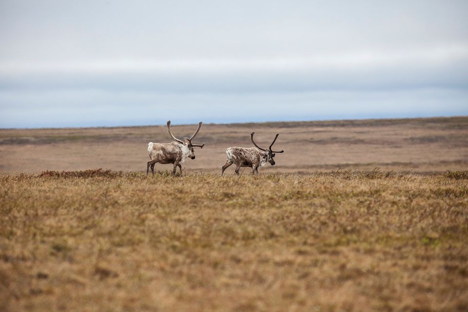 Drill, Baby, Drill! Alaskan Oil Extraction